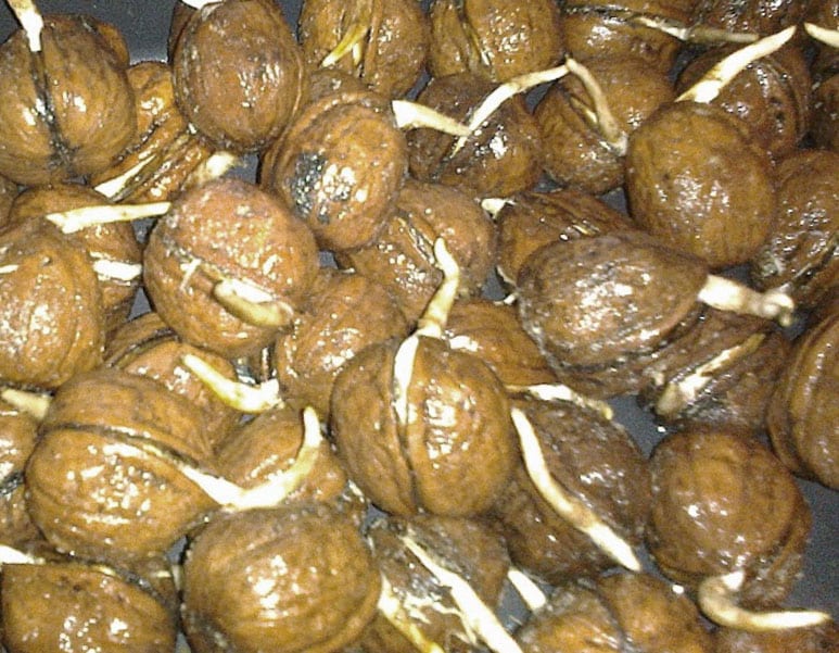 How to properly germinate a walnut at home and replant it in the ground