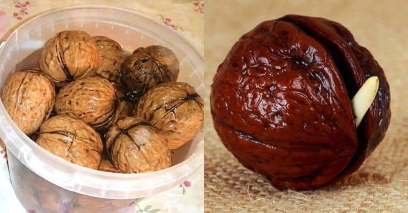 How to properly germinate a walnut at home and replant it in the ground