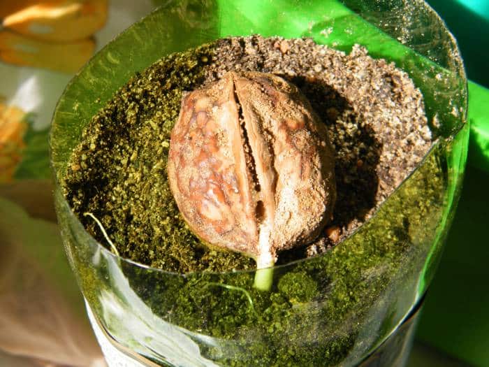 How to properly germinate a walnut at home and replant it in the ground