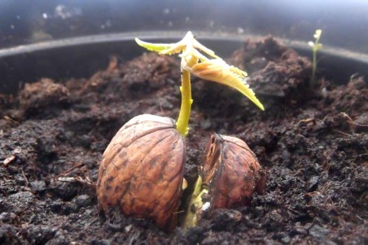 How to properly germinate a walnut at home and replant it in the ground