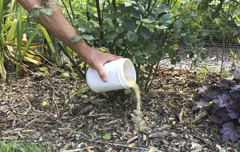 How to feed roses in the fall: the best means