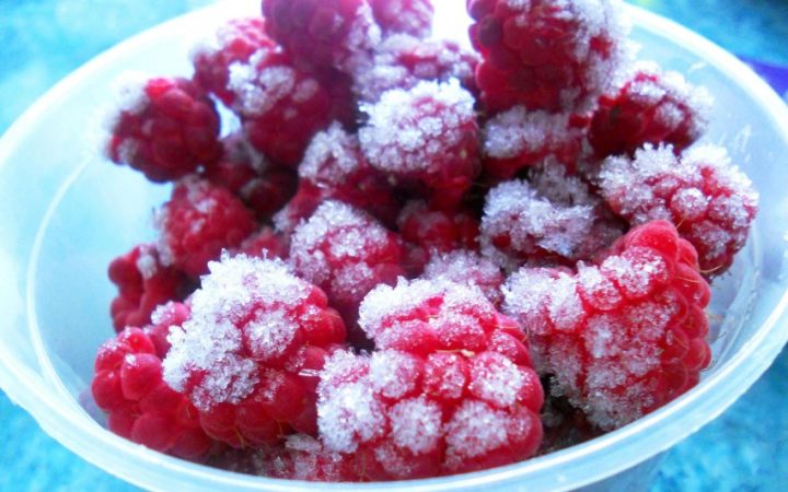 Finding out whether you need to wash raspberries before freezing and preparing the berries correctly