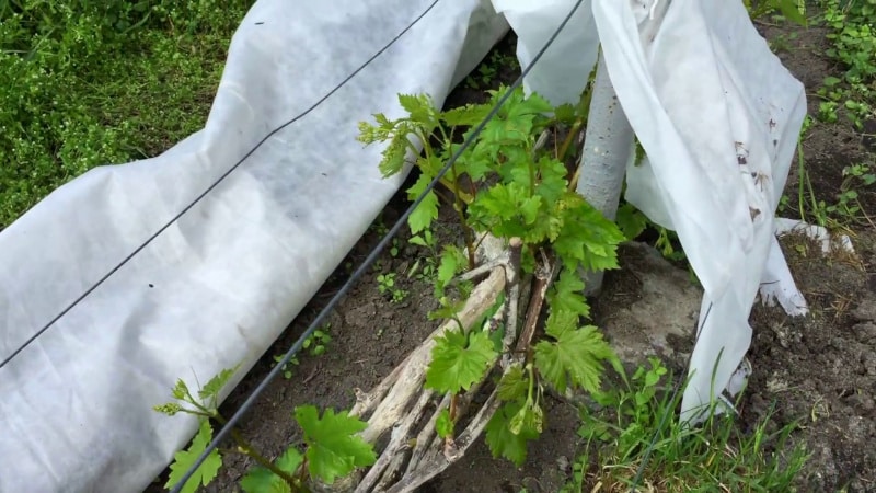 Features of pruning Isabella grapes in autumn