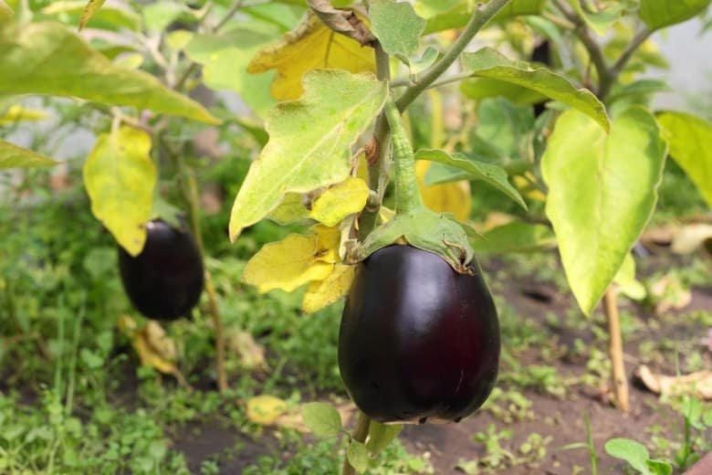 The best ways to treat eggplant diseases: photos and descriptions
