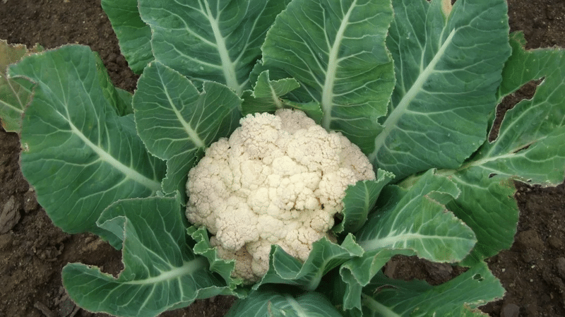 Is cauliflower afraid of frost?