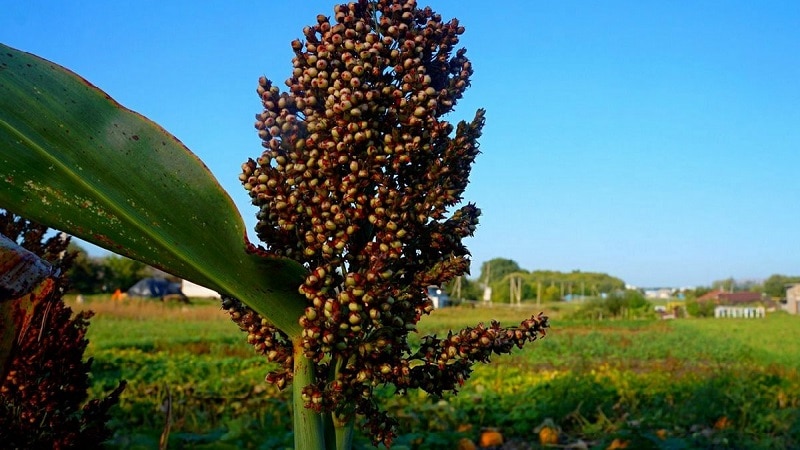 What is sorghum grain and how to prepare it