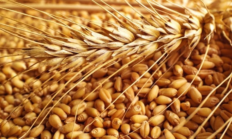 What is the nature of wheat, how is it determined and what does it affect?