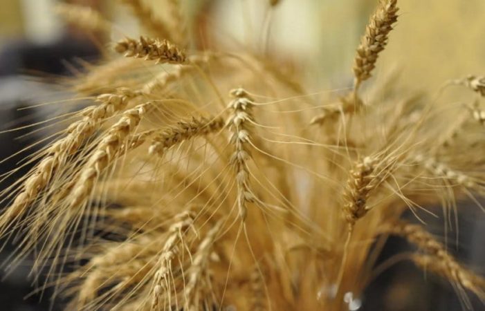 What types of wheat are there: characteristics of types and varieties