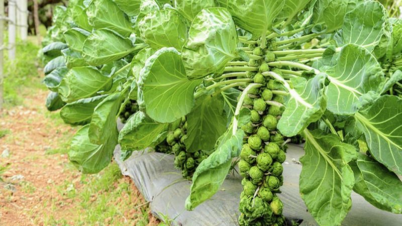What is the name of small cabbage?