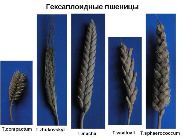 What types of wheat are there: characteristics of types and varieties