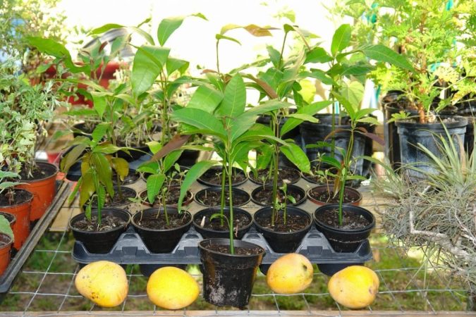 Selecting soil for mangoes at home