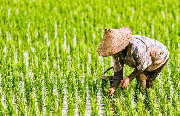 All about rice: what rice is and how it appeared, interesting facts about a plant from distant countries