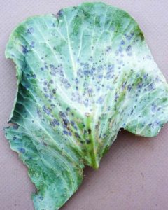Why does cabbage turn black inside?
