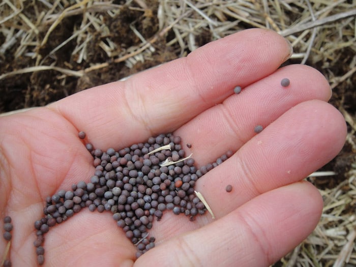 How to get cabbage seeds