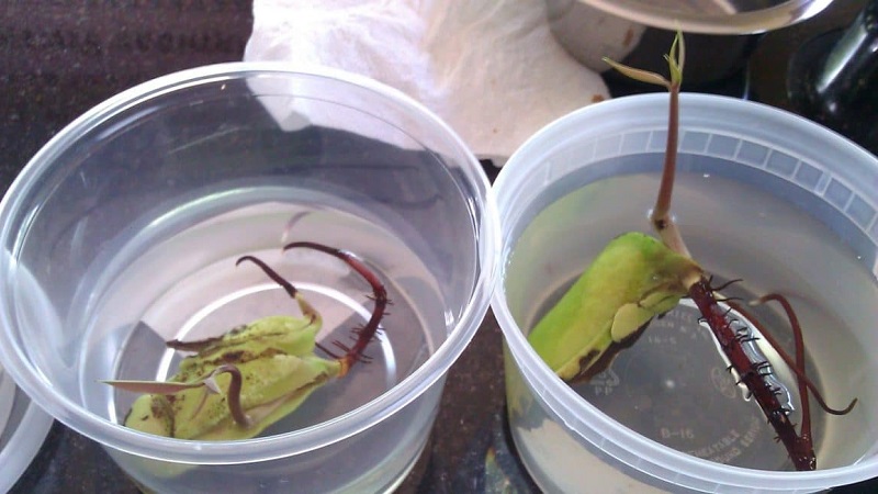How to grow mangoes from seeds at home