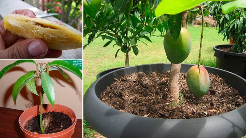 Selecting soil for mangoes at home