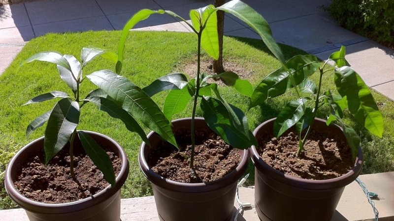 Selecting soil for mangoes at home