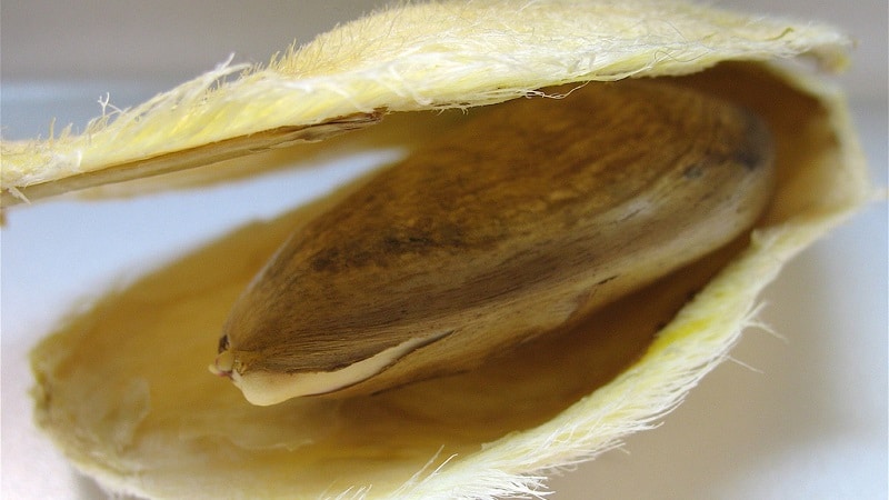 How to grow mangoes from seeds at home