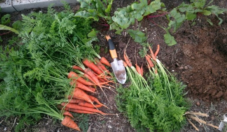 How to determine the best time to harvest carrots in the Moscow region