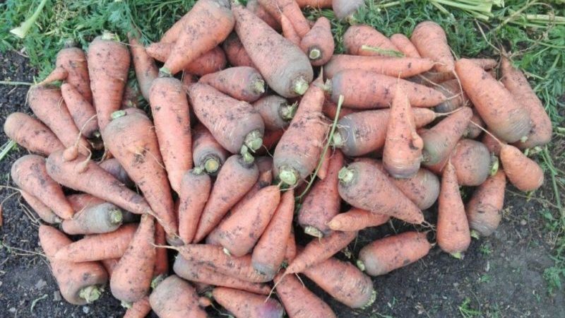 How to determine the best time to harvest carrots in the Moscow region