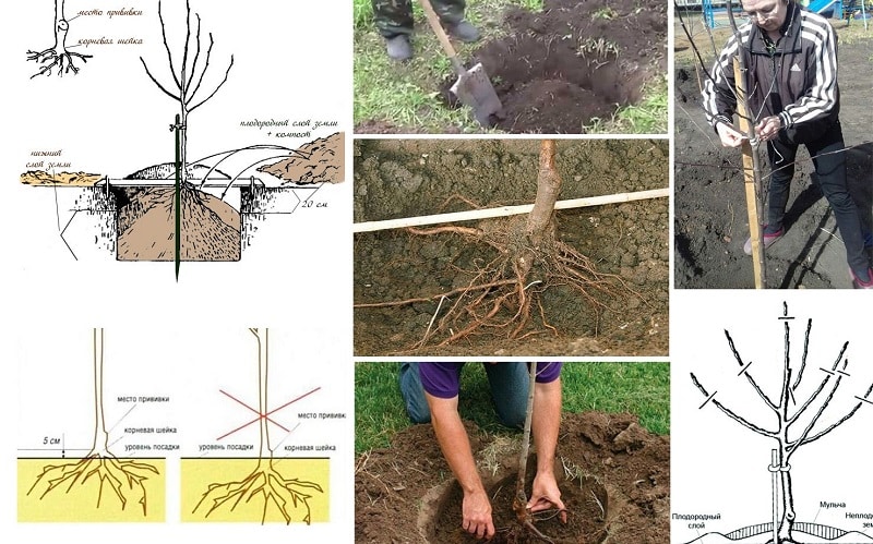 Instructions for beginner gardeners: how to plant an apple tree in the fall correctly