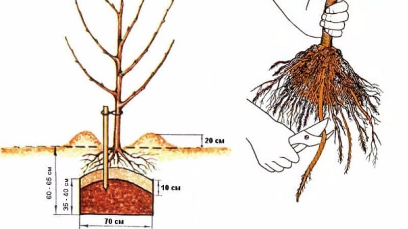 Instructions for beginner gardeners: how to plant an apple tree in the fall correctly