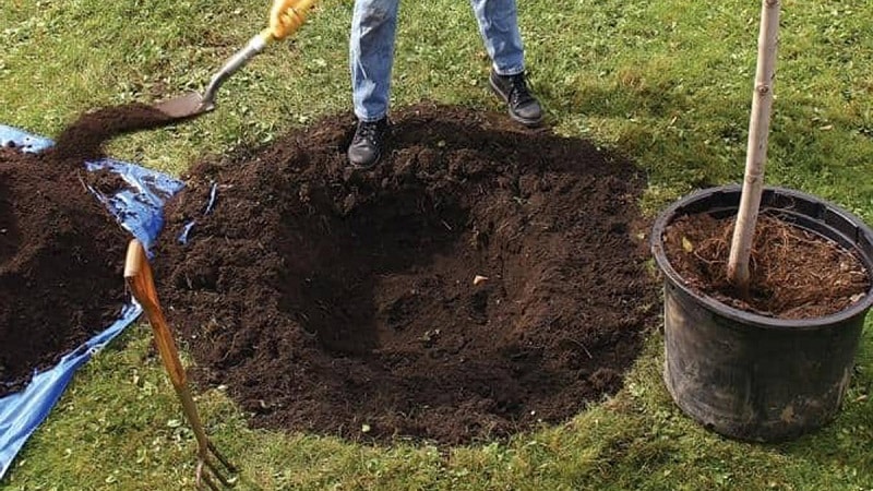 Instructions for beginner gardeners: how to plant an apple tree in the fall correctly
