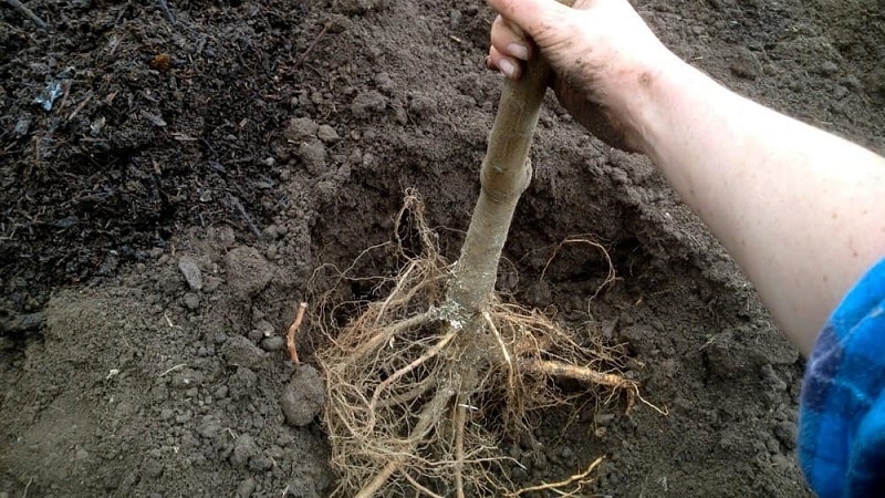 Instructions for beginner gardeners: how to plant an apple tree in the fall correctly