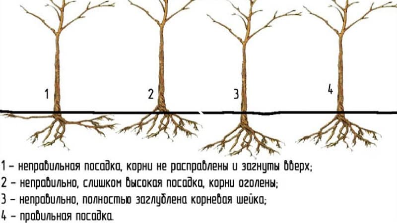Instructions for beginner gardeners: how to plant an apple tree in the fall correctly