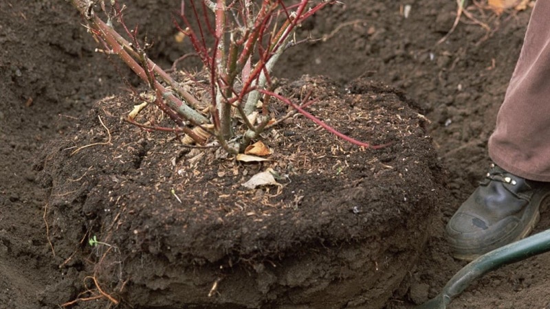 How to properly replant viburnum in the fall