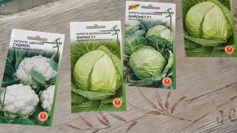 How to sow cabbage correctly before winter