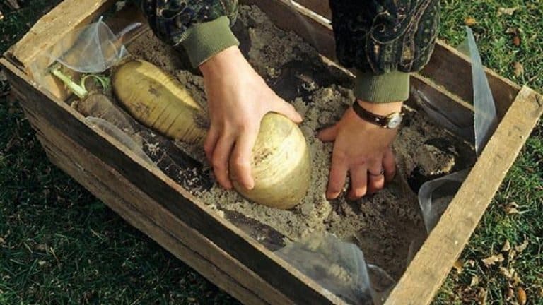 How and with what to eat turnips, and what does it taste and smell like?