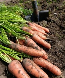 How to determine the best time to harvest carrots in the Moscow region