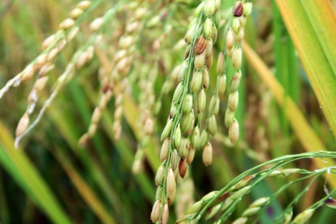 All about rice: what rice is and how it appeared, interesting facts about a plant from distant countries