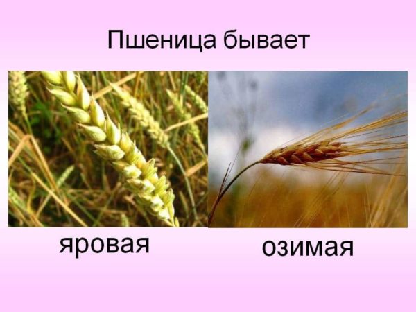 What types of wheat are there: characteristics of types and varieties