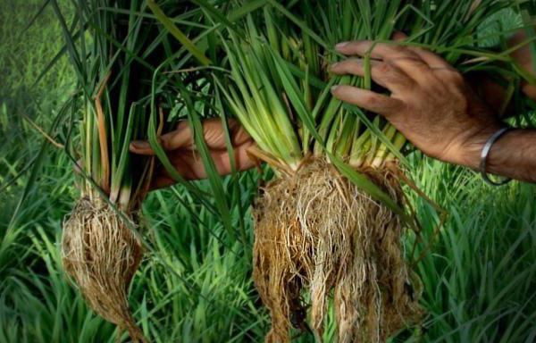 All about rice: what rice is and how it appeared, interesting facts about a plant from distant countries