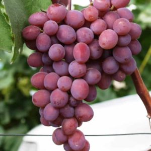 Calorie content of sultana grapes and its beneficial properties for health