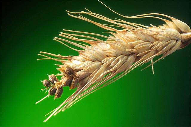 What types of wheat are there: characteristics of types and varieties
