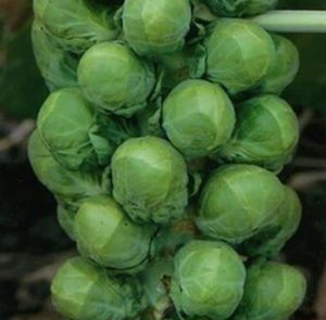 What is the name of small cabbage?