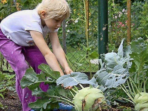 When to harvest kohlrabi cabbage and beds