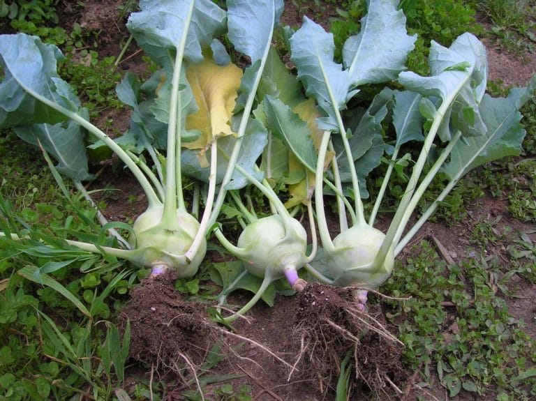 When to harvest kohlrabi cabbage and beds