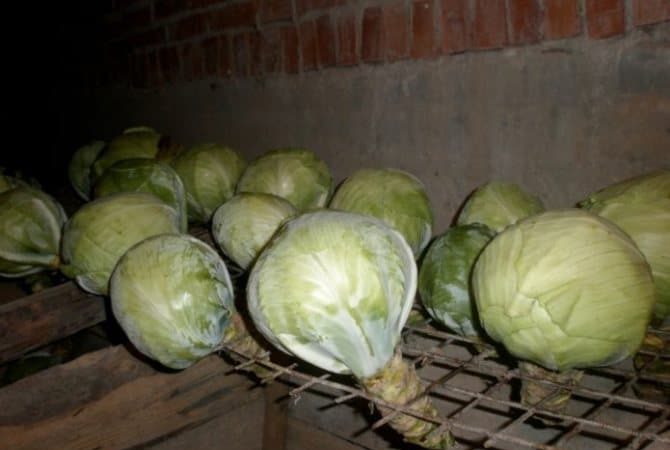 When to harvest kohlrabi cabbage and beds
