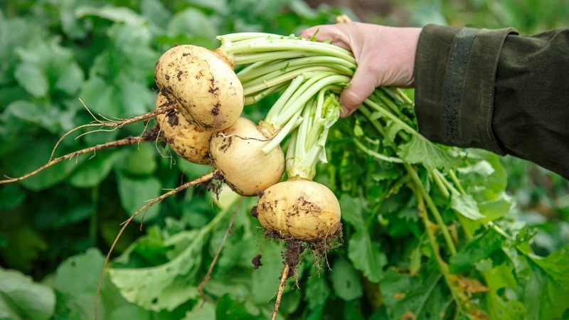A Beginner's Farmer's Guide: When to Dig Turnips and How to Store Them Properly