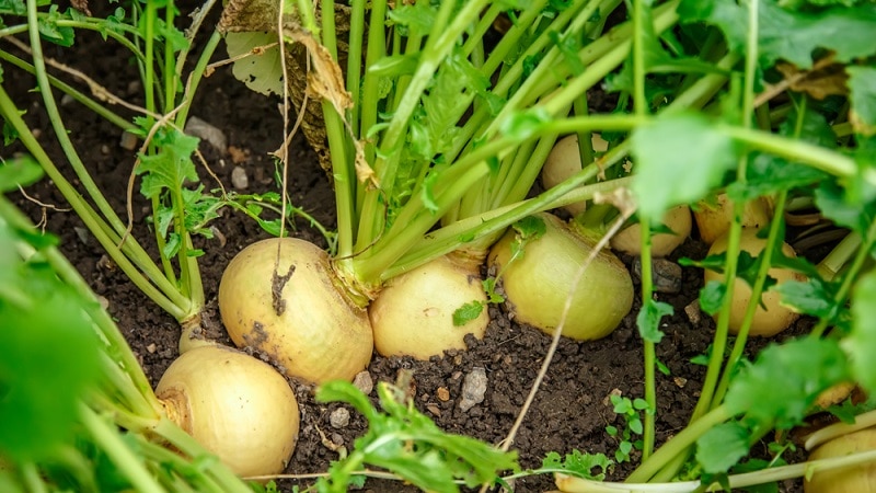 A Beginner's Farmer's Guide: When to Dig Turnips and How to Store Them Properly