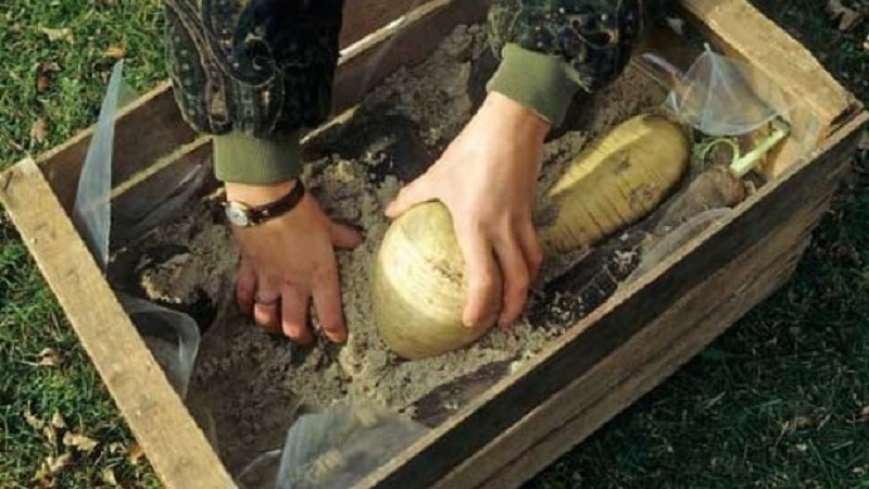 A Beginner's Farmer's Guide: When to Dig Turnips and How to Store Them Properly