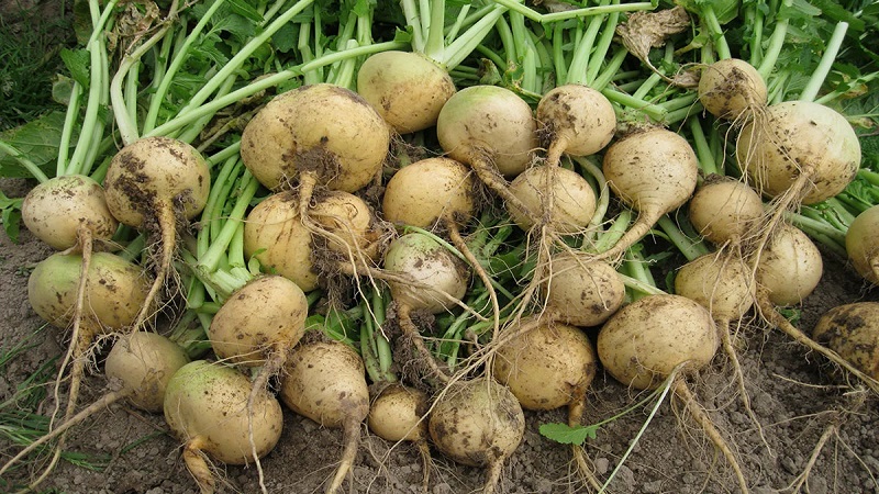 A Beginner's Farmer's Guide: When to Dig Turnips and How to Store Them Properly
