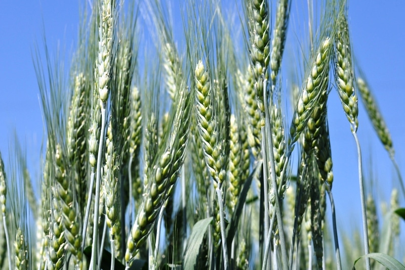 What types of wheat are there: characteristics of types and varieties