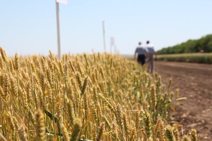What is the nature of wheat, how is it determined and what does it affect?