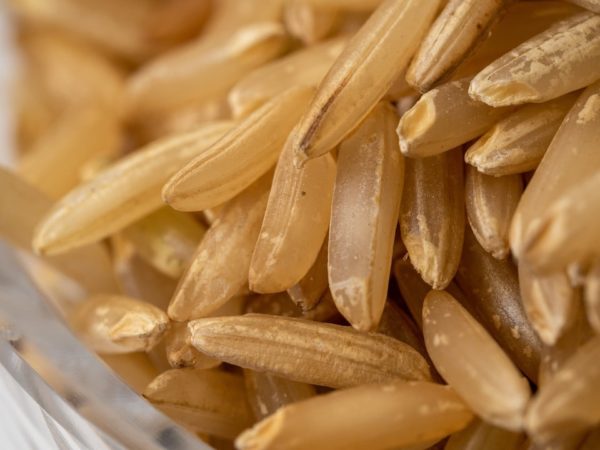 All about rice: what rice is and how it appeared, interesting facts about a plant from distant countries