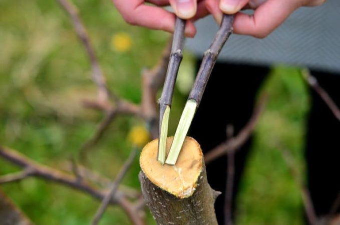 How to plant an apple tree in the fall and how to do it correctly